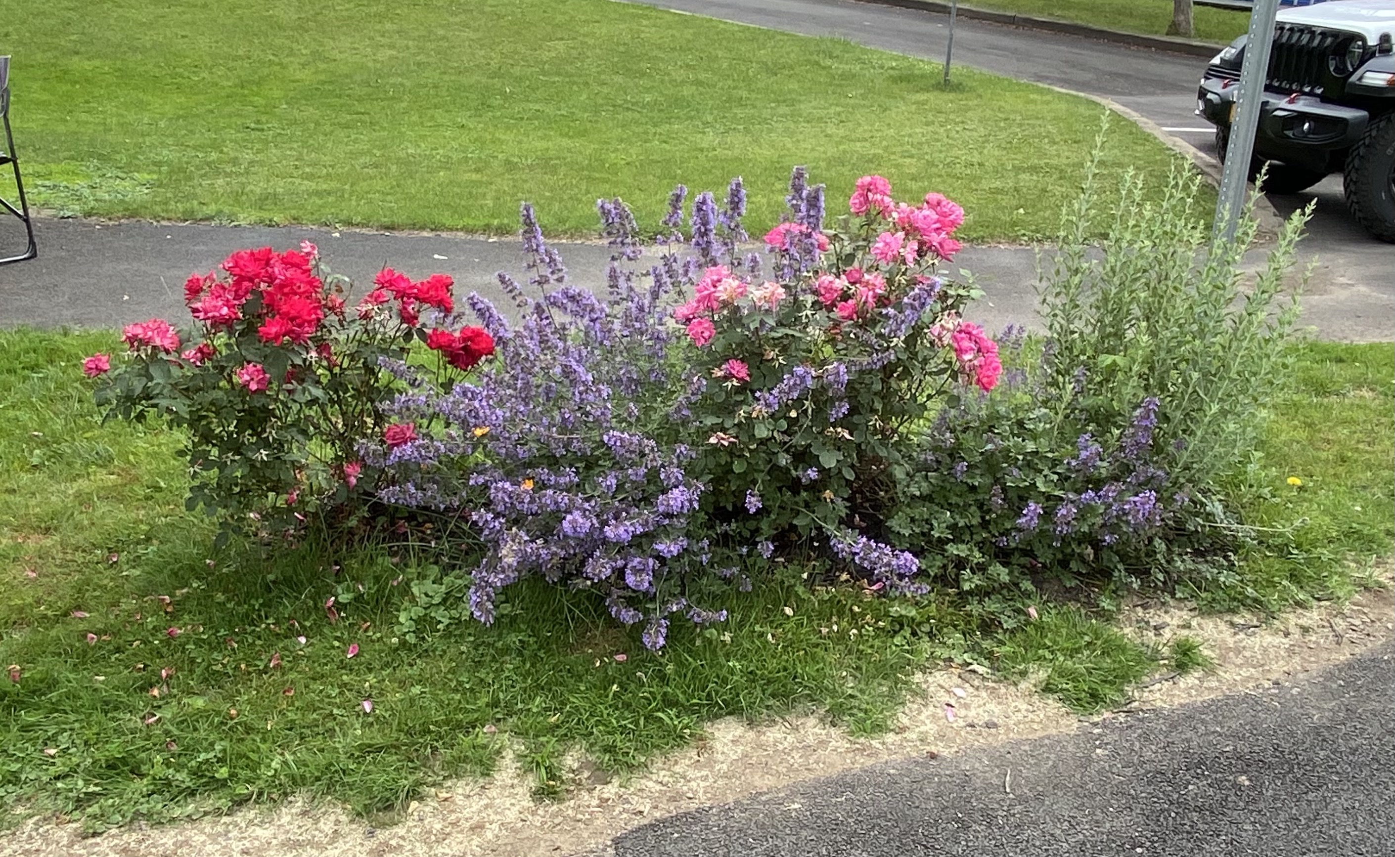 blooming flowers