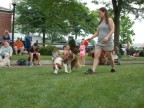 dog show