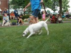 dog show